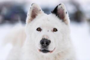 rauque chien portrait, hiver neigeux Contexte. marrant gentil animal de compagnie sur en marchant avant traîneau chien entraînement. photo
