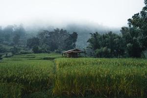 riz et rizières un jour de pluie