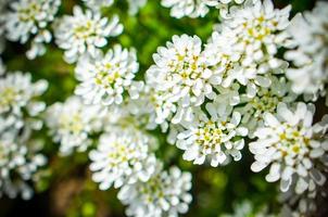 Iberis saxatilis, amara ou amer candytuft beaucoup de fleurs blanches