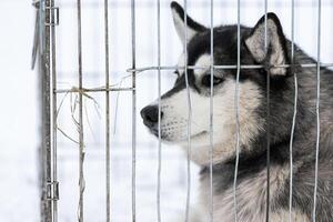 chien husky dans une cage de transport en attente de propriétaire pour le transport à la compétition de chiens de traîneau. l'animal regarde autour de lui avec espoir. photo