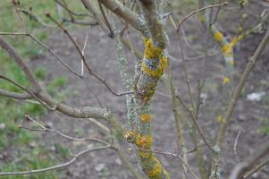 les bourgeons printaniers fleurissent sur les arbres du jardin photo