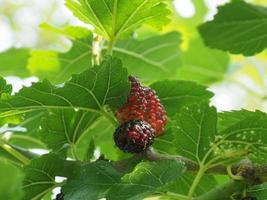 mûrier blanc morus alba photo