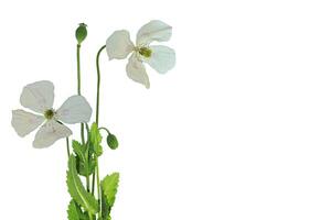 coquelicot fleurs isolé sur blanc Contexte. photo