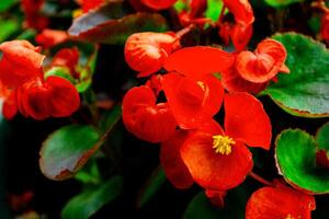 bégonia. Naturel floral Contexte. brillant fleurs. la nature. photo