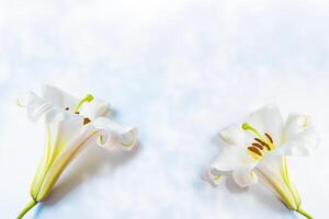 salutation carte. magnifique printemps fleur blanc lis fermer sur une lumière Contexte. photo