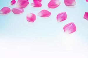 pétales de rose rose vif. fond fleuri. photo