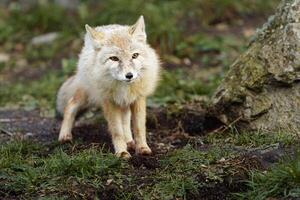 portrait de corsac Renard dans zoo photo