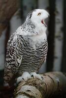 portrait de neigeux hibou sur branche photo