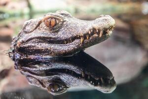 cuvier caïman, paléosuchus palpébrosus. reptile prédateur, tropical faune photo