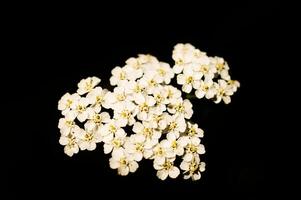 blanc fleurs sur le indice de une fleur avec foncé Contexte. les plantes photo