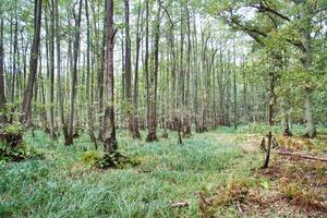 vue dans une à feuilles caduques forêt avec couvert d'herbe forêt sol. de une la nature parc photo