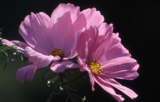 deux rose fleurs sont montré dans de face de une noir Contexte photo