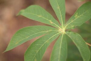 manioc feuilles avec une flou Contexte photo