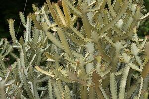 blanc triangulaire euphorbe plante. photo