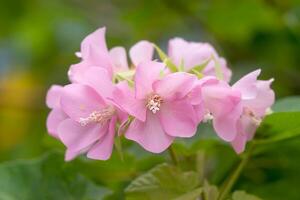 rose dombeya fleur sur arbre. photo