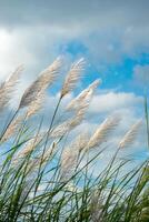 doux concentrer de fleur herbe dans le été avec lumière du soleil. photo