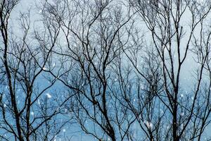 branches sec dans le l'hiver. photo