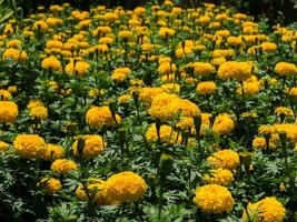 Jaune soucis fleur dans le jardin. photo