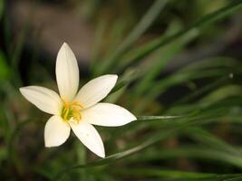 magnifique pluie lis fleur. photo