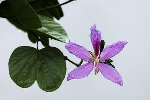 fleur de bauhinia purpurea. photo