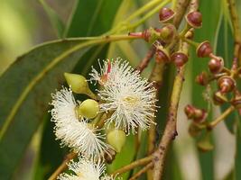 proche en haut de eucalyptus fleur. photo