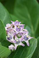 proche en haut de violet couronne fleur. photo