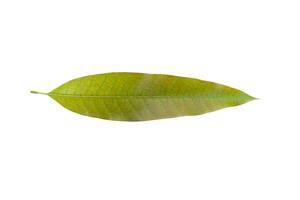 Jeune mangue feuilles sur blanc photo