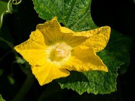 Jaune fleur de citrouille arbre photo