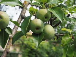 nourriture de fruit de poire verte photo