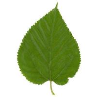 Mûrier blanc Morus alba leaf isolated over white photo
