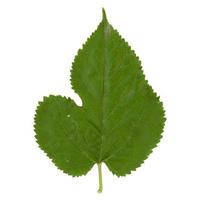 Mûrier blanc Morus alba leaf isolated over white photo