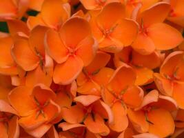 Orange fleur de Ouest Indien jasmin. photo