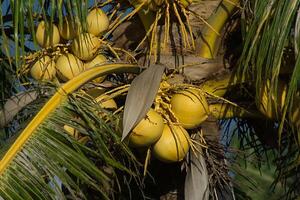 Jaune noix de coco sur arbre. photo