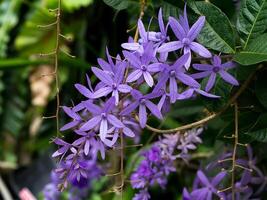 violet couronne fleur. photo