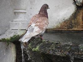 les pigeons se rafraîchissent à la fontaine photo
