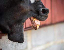 tête et dents de cheval sur un ranch photo