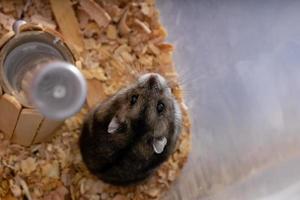 le hamster nain de Campbell photo
