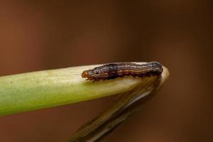 chenille mangeant une feuille de ciboulette photo