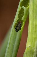 chenille mangeant une feuille de ciboulette photo