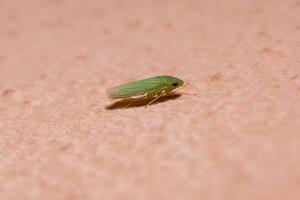 petite cicadelle typique photo