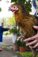 femme main en portant une magnifique poule dans une Cour photo