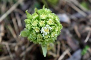 le blanc pétasite, le premier fleurs de printemps. pétasite albus dans le forêt dans une humide environnement, le long de cours d'eau. dans France, L'Europe . fleur Haut voir. photo