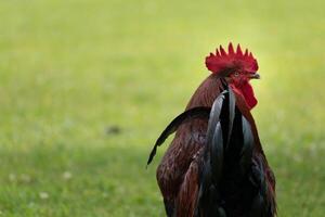 français coq dans ferme avec espace pour texte photo