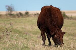 magnifique marron vache en mangeant herbe dans une pâturage photo