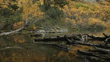 l'automne paysage de Lac avec déchue des arbres et forêt. créatif. Lac avec déchue des arbres et l'automne forêt dans montagnes. magnifique l'automne paysage de Lac et forêt Montagne photo