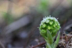 le blanc pétasite, le premier fleurs de printemps. pétasite albus dans le forêt dans une humide environnement, le long de cours d'eau. dans France, L'Europe . photo