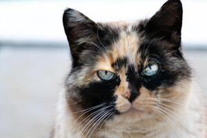 magnifique calicot chatte avec bleu yeux regarder à le Soleil avec blanc Contexte photo