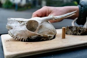 crâne de Jeune cerf avec ses les dents et bois photo