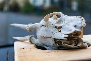 crâne de Jeune cerf avec ses les dents et bois photo