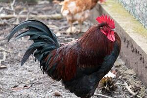 français coq dans une ferme avec magnifique foncé plumage photo